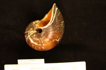 Media type: image; Malacology 141905